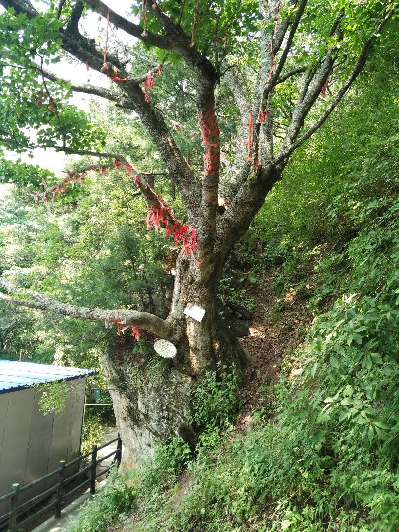 大山之上的網(wǎng)站建設(shè)之樹 大山之上的網(wǎng)站建設(shè)之樹